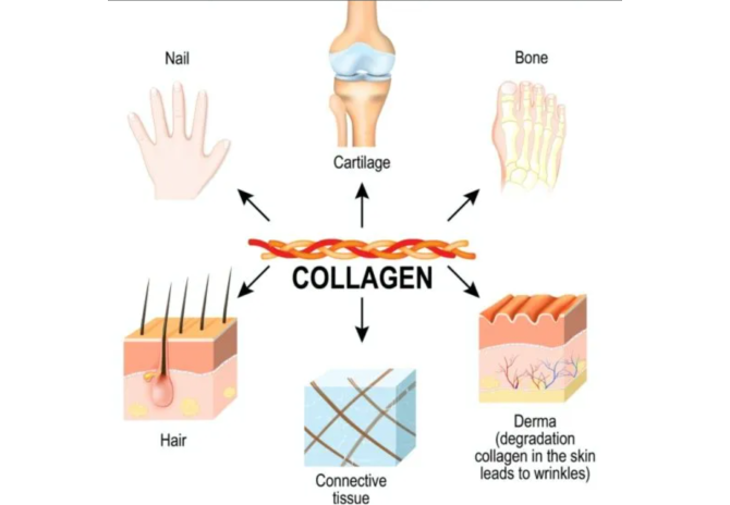 The Benefits of Collagen: A Scientific Guide to Younger Skin and a Healthy Life
